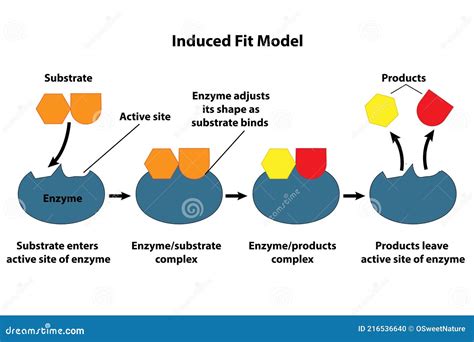 Induced Fit Model of Catalysis Stock Vector - Illustration of molecular, diagram: 216536640