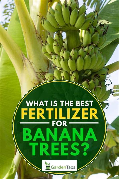 What Is The Best Fertilizer For Banana Trees? - GardenTabs.com