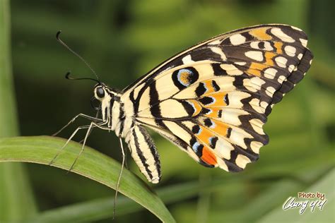 cyy4993: Butterfly [Papilionidae] Papilio Demoleus (Linnaeus, 1758) 无尾凤蝶