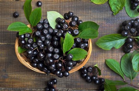 Trend Watch: Growth Predicted for Aronia Berry Market | WholeFoods Magazine