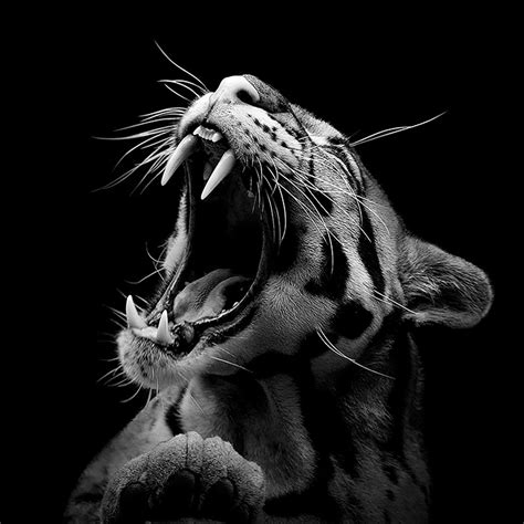 Wonderful Monochrome Animal Photography by lukas holas | 99Inspiration - Wonderful Artwork ...