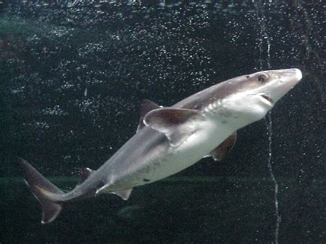 Shark - Spiny Dogfish Information for Kids