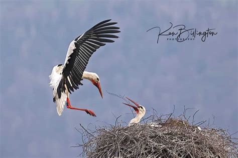 White Storks | Focusing on Wildlife