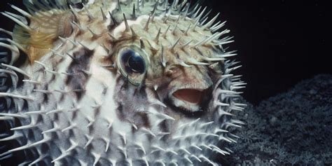 Deadly Pufferfish Poison Hospitalises 11 Members Of Brazilian Family ...