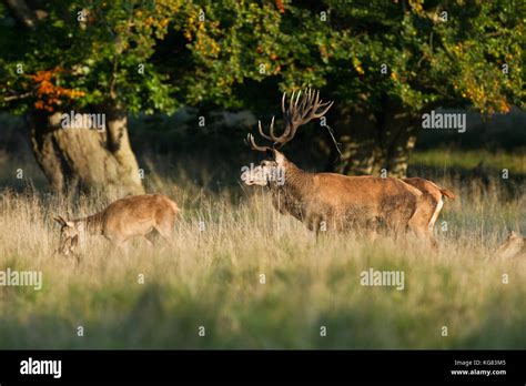 Red deer Rutting season Stock Photo - Alamy