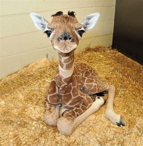 30 Baby Animals That Will Make You Go ‘Aww’ | Bored Panda