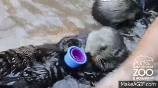 Otter Stacking Cups no words on Make a GIF