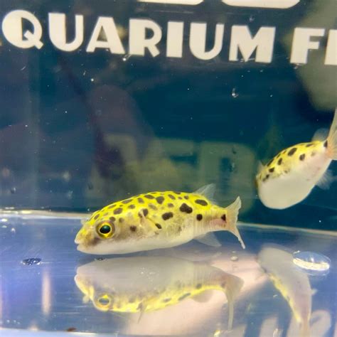 Spotted Green Puffer - for sale at Aquarium Fish Depot