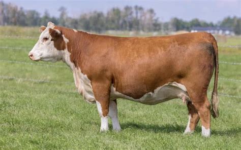 Harvie Ranching | HEREFORD FEMALES