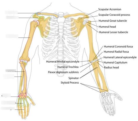 Anterior view of bones of the upper limb Diagram | Quizlet