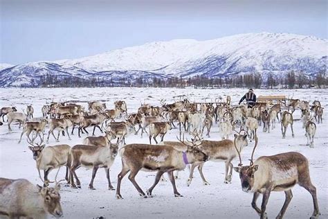 2024 Reindeer visit, and Sami Culture Including Lunch from Tromso