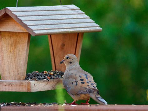 What Do Mourning Doves Eat? (Complete Guide) | Birdfact