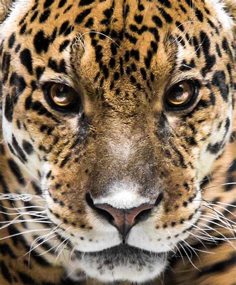 In Jaguar Eyes by OrangeRoom on DeviantArt