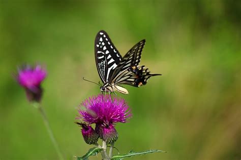 Natuur Vlinder Insecten - Gratis foto op Pixabay