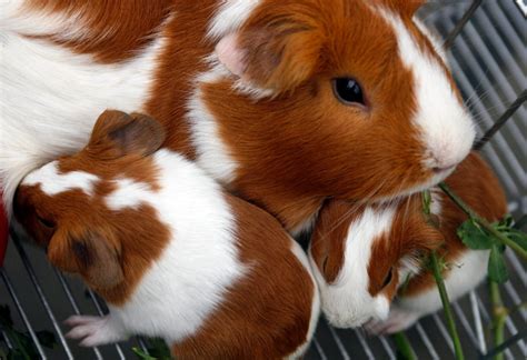 Move over, Easter Bunny: 7 cool things about guinea pigs | CBC News