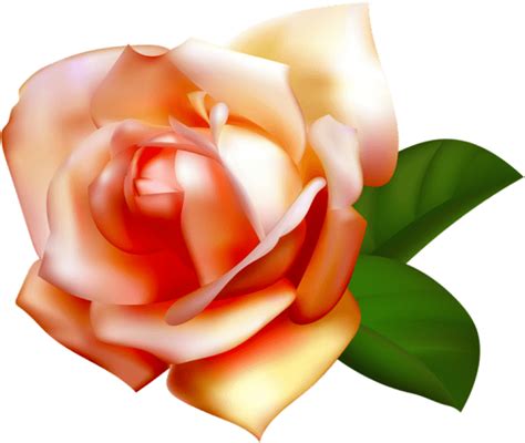 Free Png Download Beautiful Rose Png Images Background - Rosas Amarillas Png Sin Fondo (850x716 ...