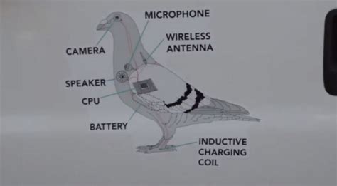 Birds • page 1/1 • Off-Topic Discussion • lichess.org