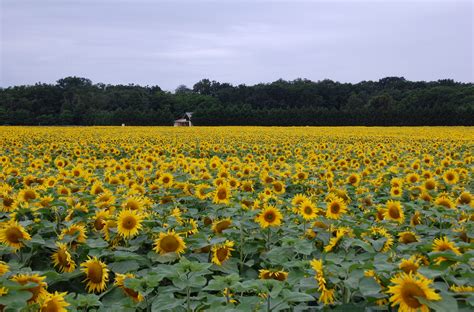 File:Field of sunflowers.JPG - Wikipedia, the free encyclopedia