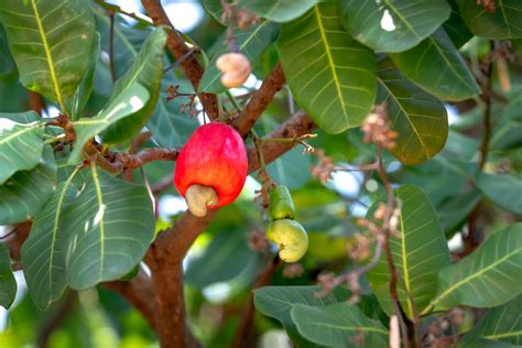 Cashew Fruit on Tree · Free Stock Photo