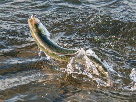 Hickory Shad: The Unsung Heroes of the Fall Run - On The Water