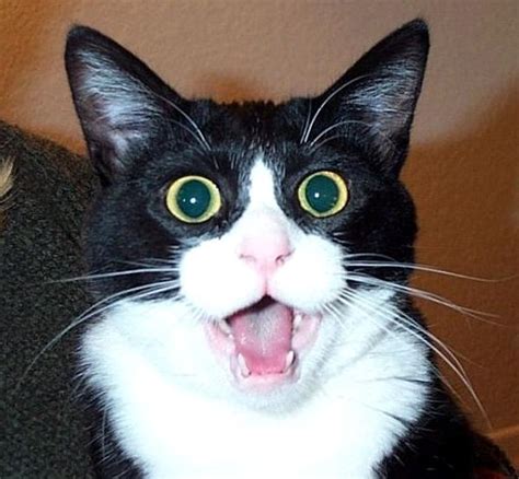 16 Cats That Look Like They've Seen a Ghost!