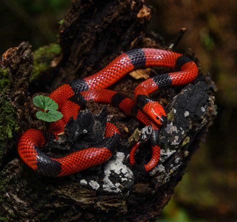 First Aid for Central American Coral Snake Bite