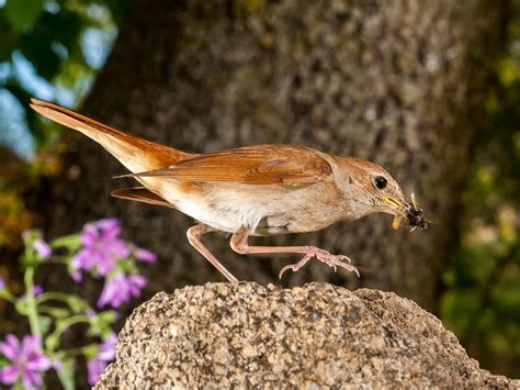 Nightingale Bird Facts (Luscinia megarhynchos) | Birdfact