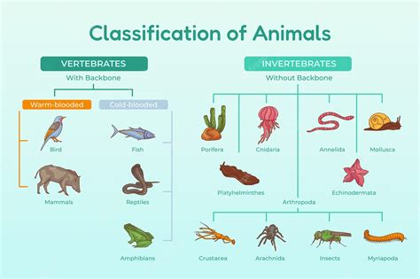 Animal Life Cycles