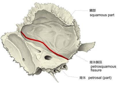 Visual Anatomy 視覚解剖学