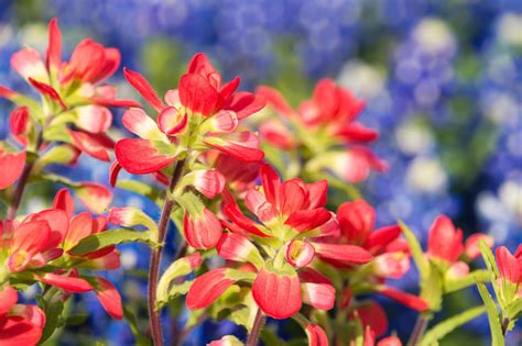 Castilleja indivisa (Texas Indian Paintbrush)