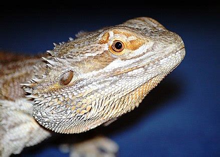 Pogona - Wikispecies