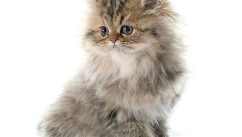 Why Are Cats So Soft? - (5 Reasons Your Cat's Fur Is Soft)