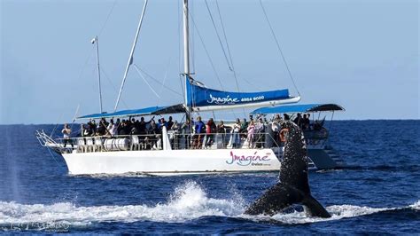 Whale Watching Sailing Cruise - Nelson Bay, Port Stephens - Adrenaline