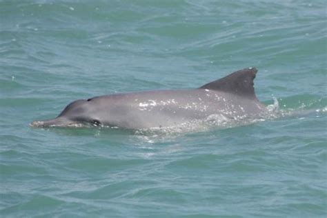 Tucuxi Dolphin – "OCEAN TREASURES" Memorial Library