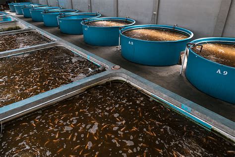 What is aquaculture? An In-Depth Look at Fish Farming