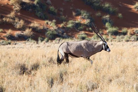 Male Oryx Antelope in the Namib Desert Stock Image - Image of outside, desert: 43244547