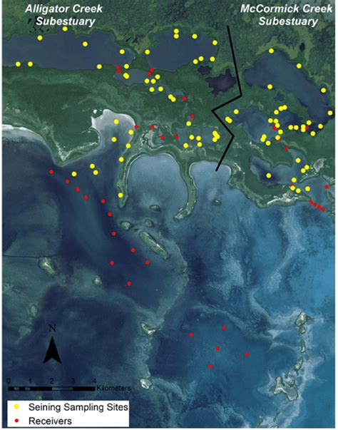 Map of study area showing two subestuaries, Alligator Creek and ...