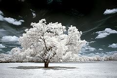 the miir image: Digital Infrared Photography Tutorial