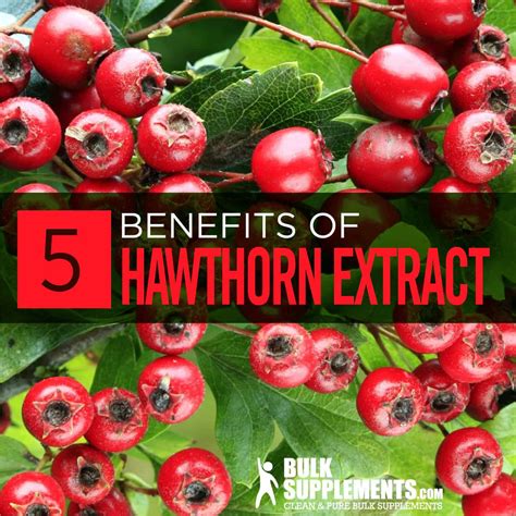 Hawthorn Berry: Benefits, Side Effects & Dosage