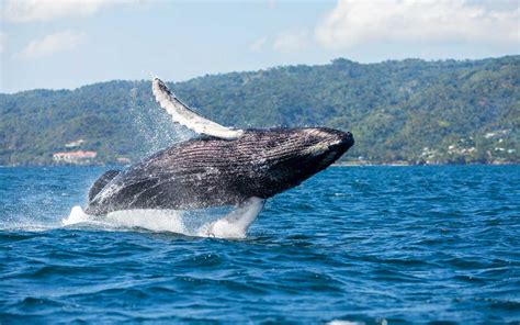 How to See the Whales in Samaná Bay · Visit Dominican Republic