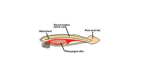 What are the five main characteristics of chordates?