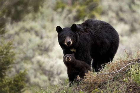 Black Bear / Black Bear Cub / Yellowstone Black Bear / Yellowstone Bear ...