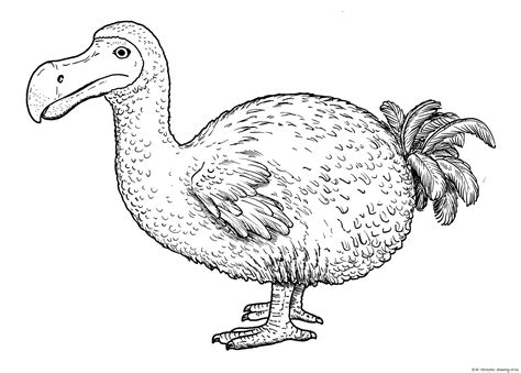 Dodo bird drawing – Line art illustrations