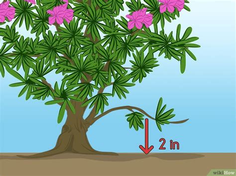 3 Ways to Propagate Azaleas - wikiHow | Injertos de plantas, Reproduccion de plantas ...