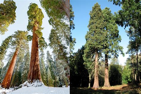 Giant Sequoia vs. Coast Redwood: What's the Difference? | Plantly