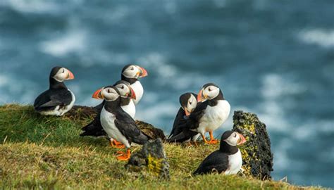 Puffin Tour Grundarfjörður | Adventures.com