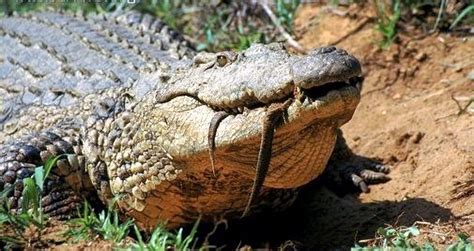 Mugger Crocodile – "OCEAN TREASURES" Memorial Library