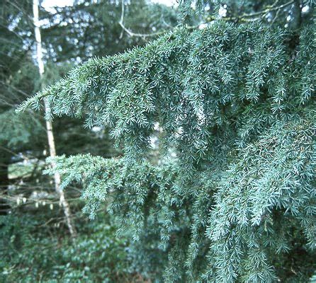 Tsuga mertensiana | Landscape Plants | Oregon State University