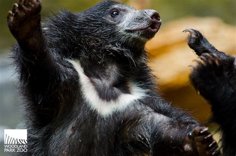 Checking in with the sloth bear cubs