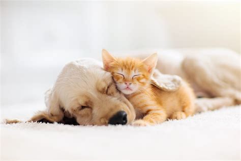 Happy Stories of Puppies and Kittens Fostered During Coronavirus | Reader's Digest